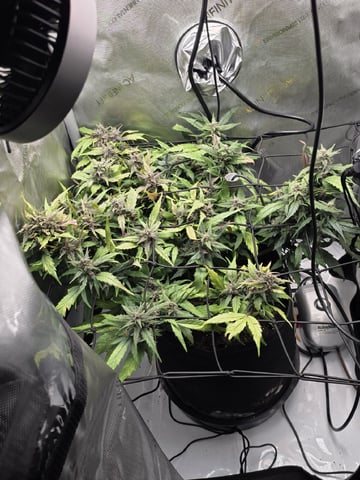 Vanna's Vanilla — auto, day 69