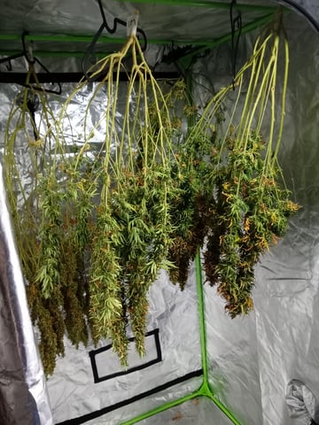 mr — harvest, day 139