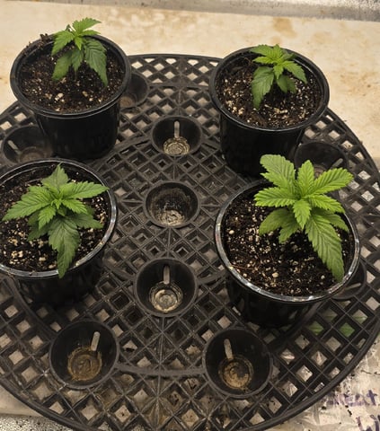 SGC & GWS — vegetative, day 18