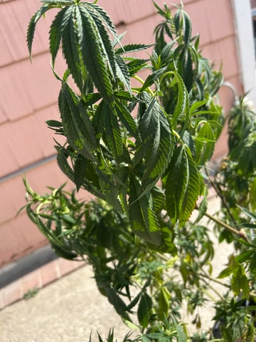 unknown hybrid possibility  — flower, day 15