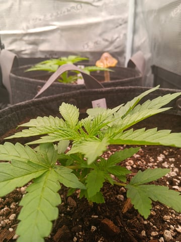 HP CC — vegetative, day 24