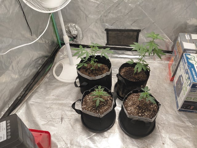 my first grow  — vegetative, day 39