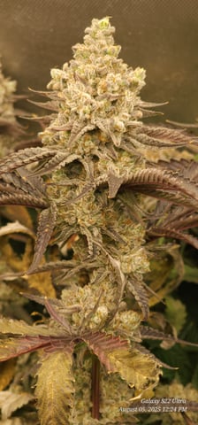 Blasted Genetics  — flower, day 163