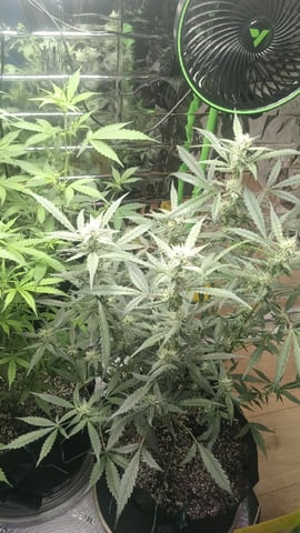Gelato & Amnesia  — flower, day 51