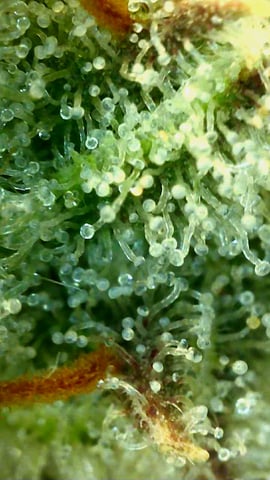 Experimental DIY Run — flower, day 29