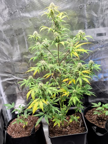 BlackBerry Moon Rocks Auto — flower, day 19