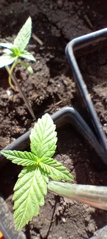 Northern Lights Auto 🍃 — seedling_rooting, day 10