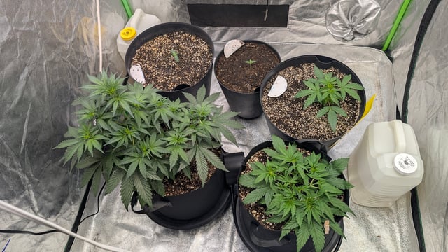 Mixed Grow — grow_setup, day 31