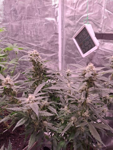 lil babies  — flower, day 30