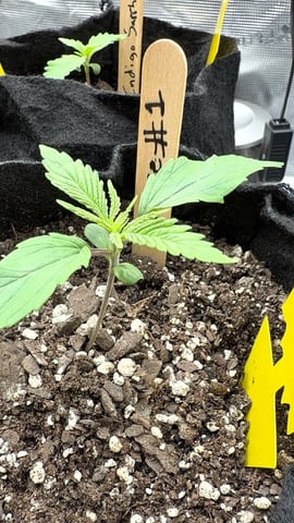 First Grow.. How am I doing? — seedling_rooting, day 13