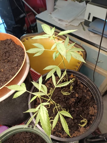 314 Ozark Blend — grow_setup, day 2