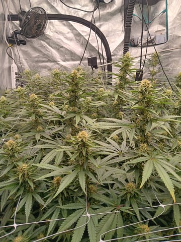 Master Kush — flower, day 98