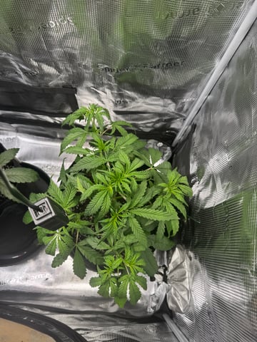 wedding cake auto FIRST GROW! — flower, day 30