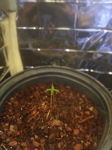 Queen Royal Autoflower  — seedling_rooting, day 26