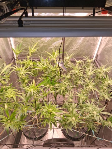 Blueberry OG Kush — flower, day 9