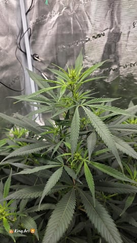 Slightly Stoopid Fruits  — flower, day 8