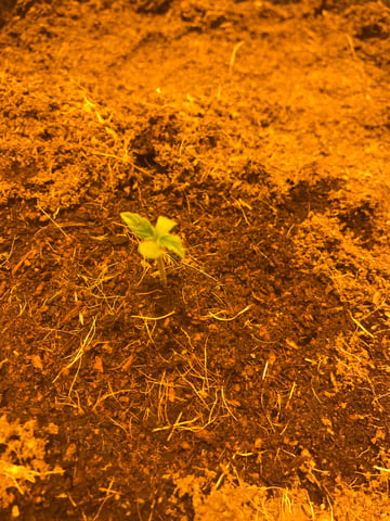 Frosty Gelato Autos  — seedling_rooting, day 2