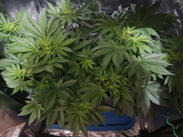 9lbhammer feminized  — flower, day 38