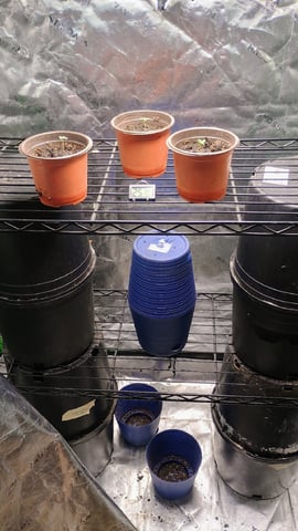 4 Plant Maddog724 Batch 0001-01 — seedling_rooting, day 5