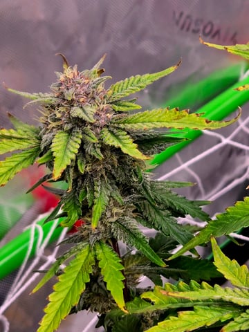 Fastbuds Autoflower Run — flower, day 88