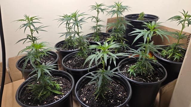 Blue Dream Clones — vegetative, day 7