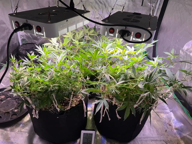 Green Gelato — vegetative, day 43