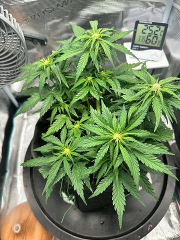 Auto Acid Auto — flower, day 4