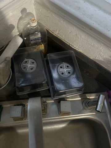 first grow 2025 — germination, day 2