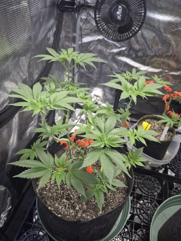 Grow 1 2026 Dream Widow — vegetative, day 64