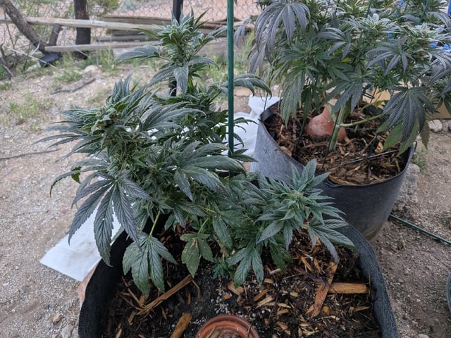 October Start — flower, day 127