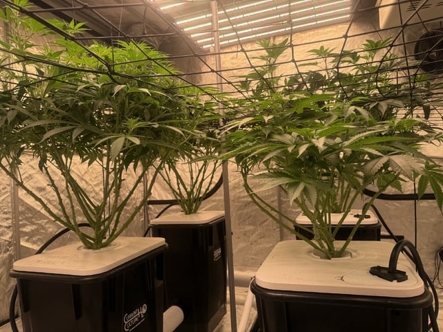 Start over! — flower, day 63