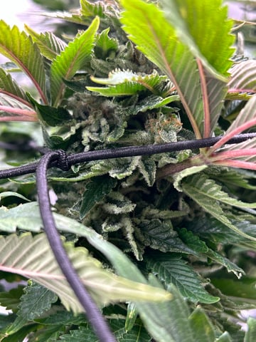 2025-26 harvest INDOOR — flower, day 136