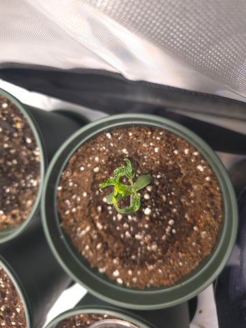 Homegrown - 🍒 🥧 & GSC Auto, 🚀 Seeds 🍌 Buttercups  — vegetative, day 16