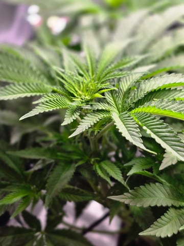 Northern lights #10 (Alaska) — flower, day 44