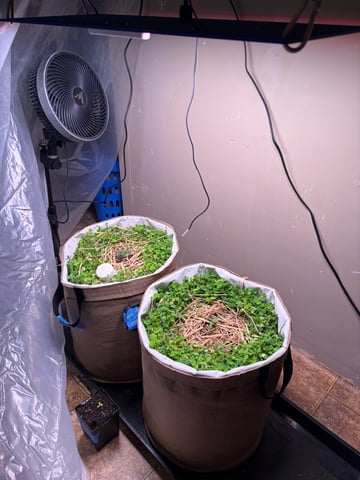 510 First Run! — vegetative, day 20