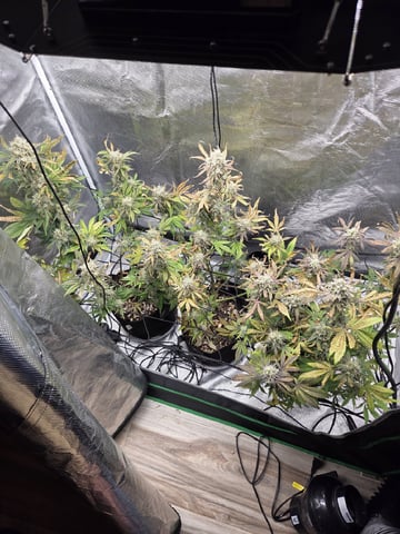 Autoflower NIGHT OWL