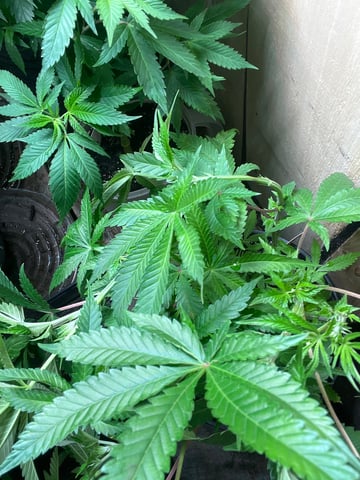 Cherry Pie  — vegetative, day 33