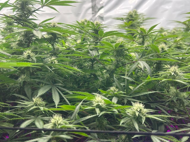 zunami s1 grounded genetics  — flower, day 61