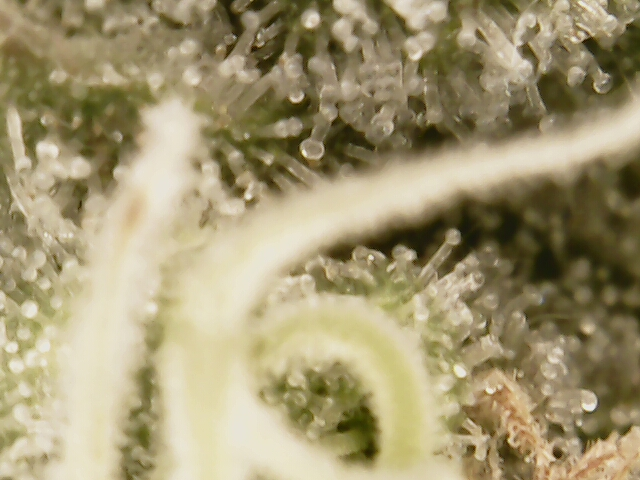 3rd run, 8 plant mom hunt - indoor top fed DTW with rockwool — flower, day 144