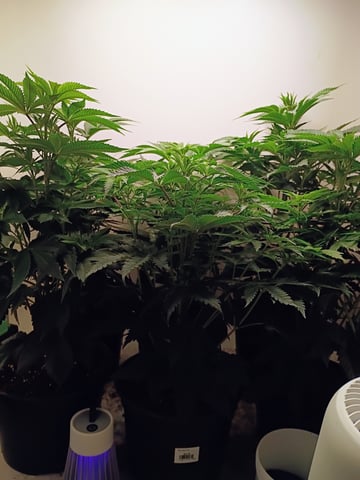 Lokie OG x Permanent Marker — vegetative, day 48