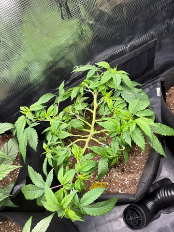     Clone Run #1 — vegetative, day 1