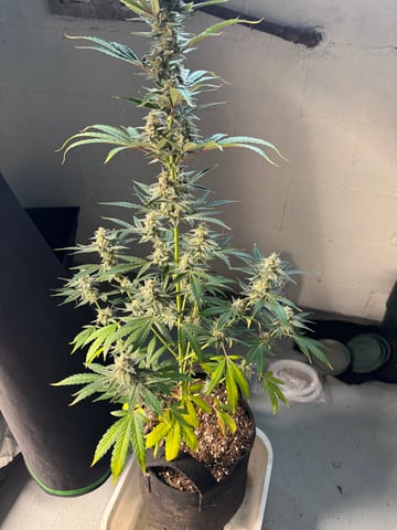 white runtz auto flower — flower, day 61