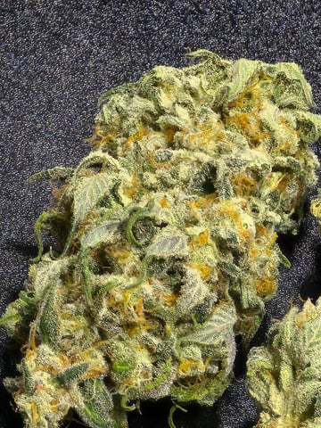 Homegrown - 🍒 🥧 & GSC Auto, 🚀 Seeds 🍌 Buttercups  — done, day 87