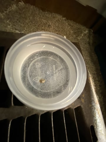 OG White Widow — germination, day 1