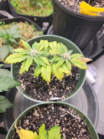 Mephisto Schoolyard Crush Grow-Pop tart OG and Apple Crush — flower, day 50