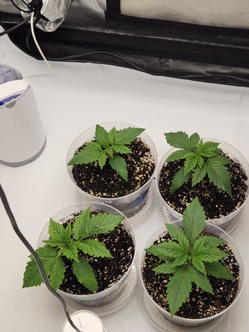 Rings of Saturn & Ghostboosters - Apollo Haze Artisanal Line — seedling_rooting, day 16