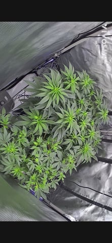 E Grow  — flower, day 1