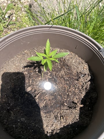Tincture Trial — vegetative, day 22