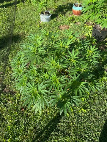 2026 Outdoor — vegetative, day 73