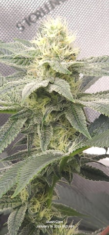 Another Custom Creation — flower, day 111